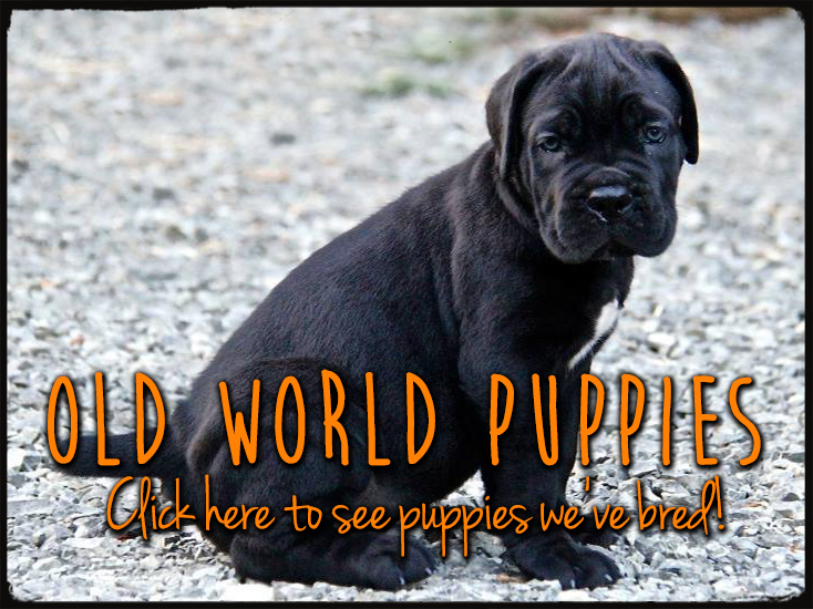 old world cane corso puppies